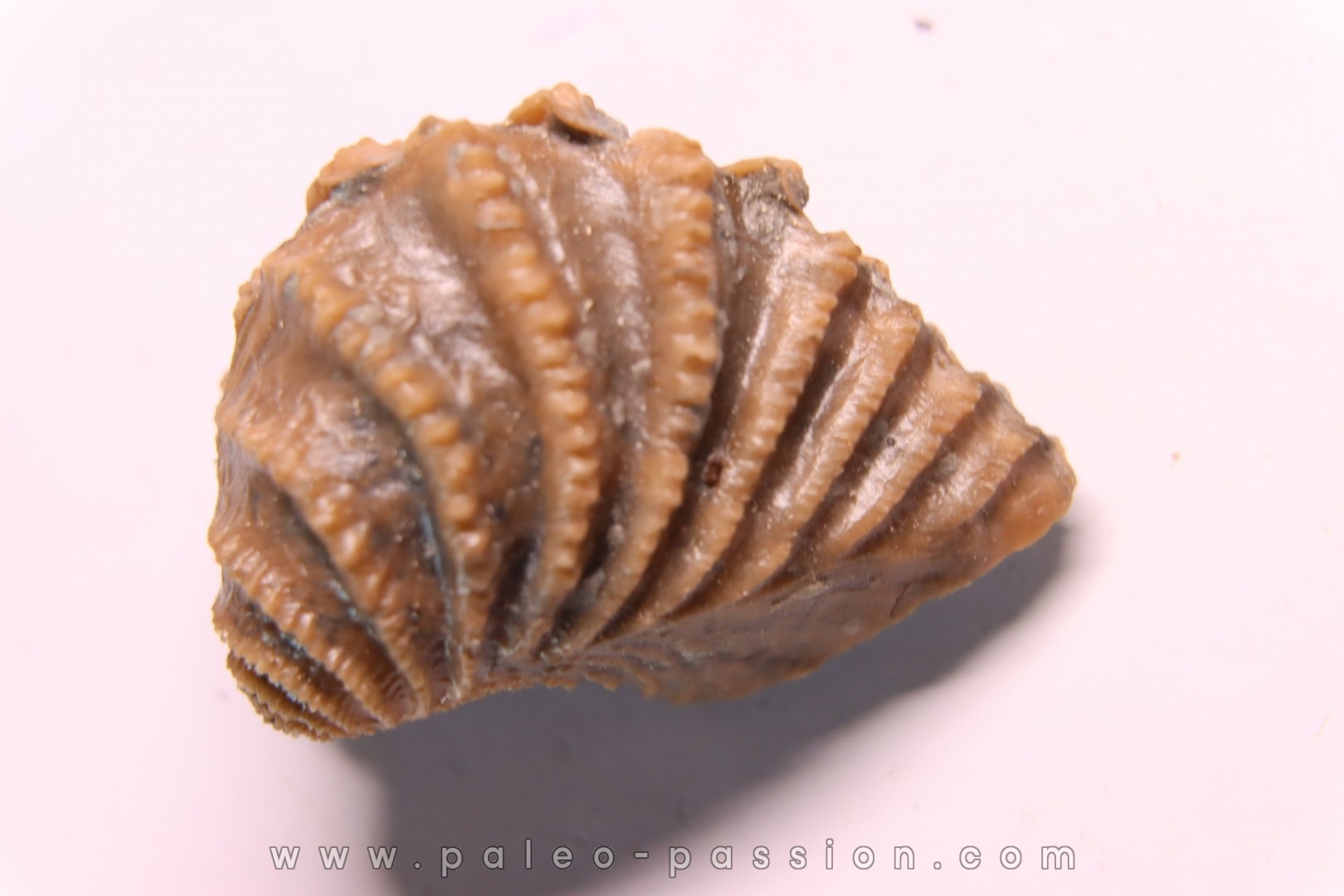 LINOTRIGONIA fittoni - Albien moyen - carriere Courcelles, Villemoyenne, Aube, FRANCE