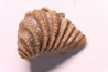 LINOTRIGONIA fittoni - Middle Albian - Courcelles quarry, Villemoyenne, Aube, FRANCE