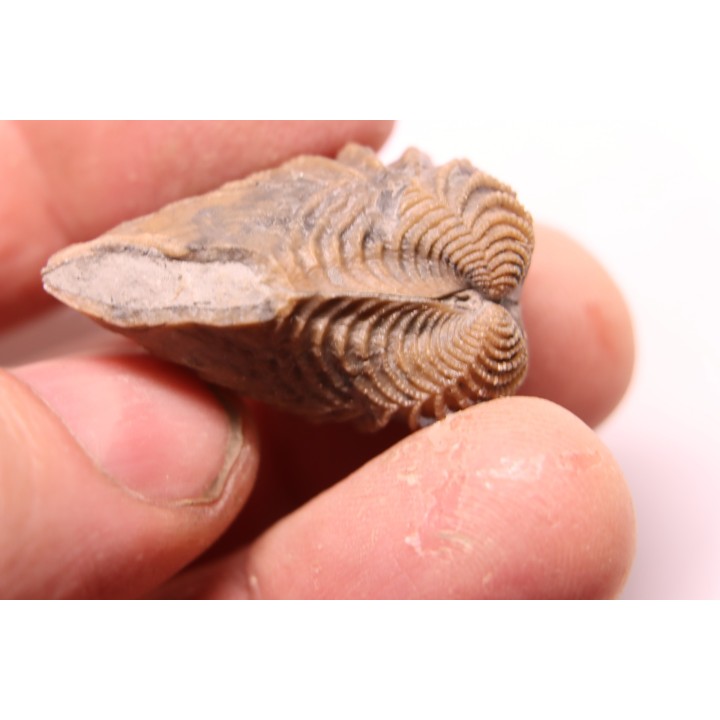 LINOTRIGONIA fittoni - Albien moyen - carriere Courcelles,  Villemoyenne, Aube, FRANCE