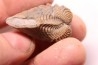 LINOTRIGONIA fittoni - Middle Albian - Courcelles quarry, Villemoyenne, Aube, FRANCE