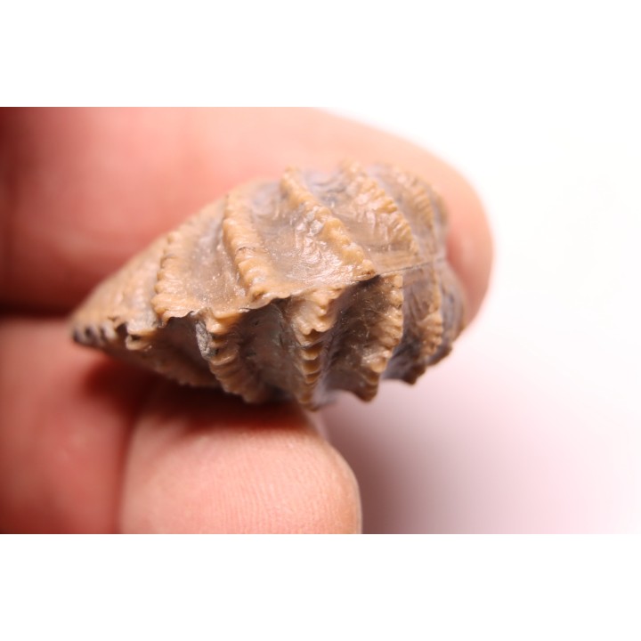 LINOTRIGONIA fittoni - Middle Albian - Courcelles quarry,  Villemoyenne, Aube, FRANCE