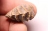 LINOTRIGONIA fittoni - Albien moyen - carriere Courcelles, Villemoyenne, Aube, FRANCE