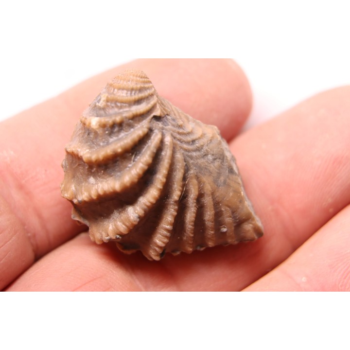 LINOTRIGONIA fittoni - Albien moyen - carriere Courcelles,  Villemoyenne, Aube, FRANCE