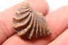 LINOTRIGONIA fittoni - Albien moyen - carriere Courcelles, Villemoyenne, Aube, FRANCE
