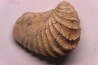 LINOTRIGONIA fittoni - Albien moyen - Le Gaty, Aube, FRANCE