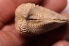 LINOTRIGONIA fittoni - Albien moyen - Le Gaty, Aube, FRANCE