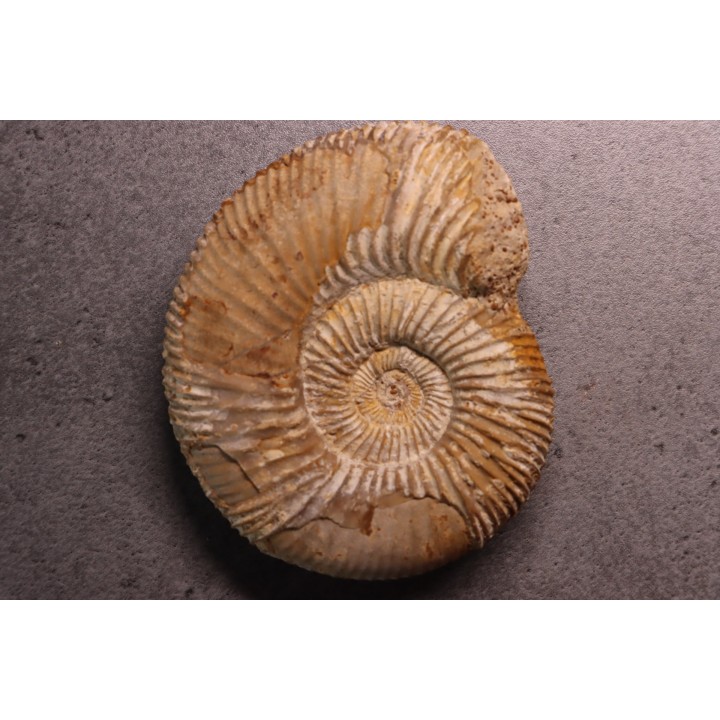 Garantiana tetragona - Bajocien sup - Evrecy, 14, FRANCE