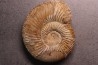 Garantiana tetragona - Bajocien sup - Evrecy, 14, FRANCE