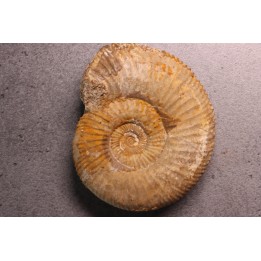 Garantiana tetragona - Bajocien sup - Evrecy, 14, FRANCE