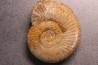 Garantiana tetragona - Bajocien sup - Evrecy, 14, FRANCE