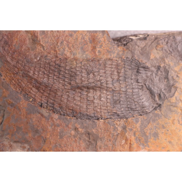 spiciformes bud:  Macrostachya infundubiliformis - Carboniferous, Stephanian - Graissesac, les Nieres, 34 - FRANCE