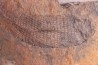 spiciformes bud: Macrostachya infundubiliformis - Carboniferous, Stephanian - Graissesac, les Nieres, 34 - FRANCE