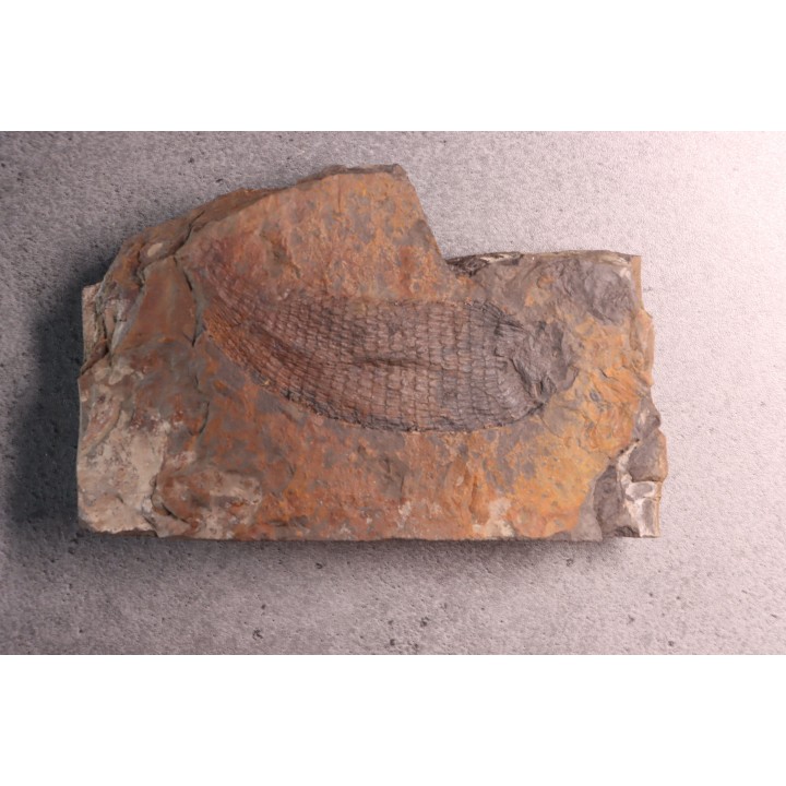 spiciformes bud:  Macrostachya infundubiliformis - Carboniferous, Stephanian - Graissesac, les Nieres, 34 - FRANCE