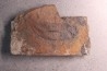 spiciformes bud: Macrostachya infundubiliformis - Carboniferous, Stephanian - Graissesac, les Nieres, 34 - FRANCE