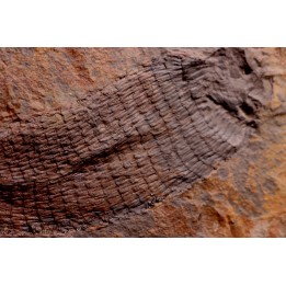 spiciformes bud:  Macrostachya infundubiliformis - Carboniferous, Stephanian - Graissesac, les Nieres, 34 - FRANCE