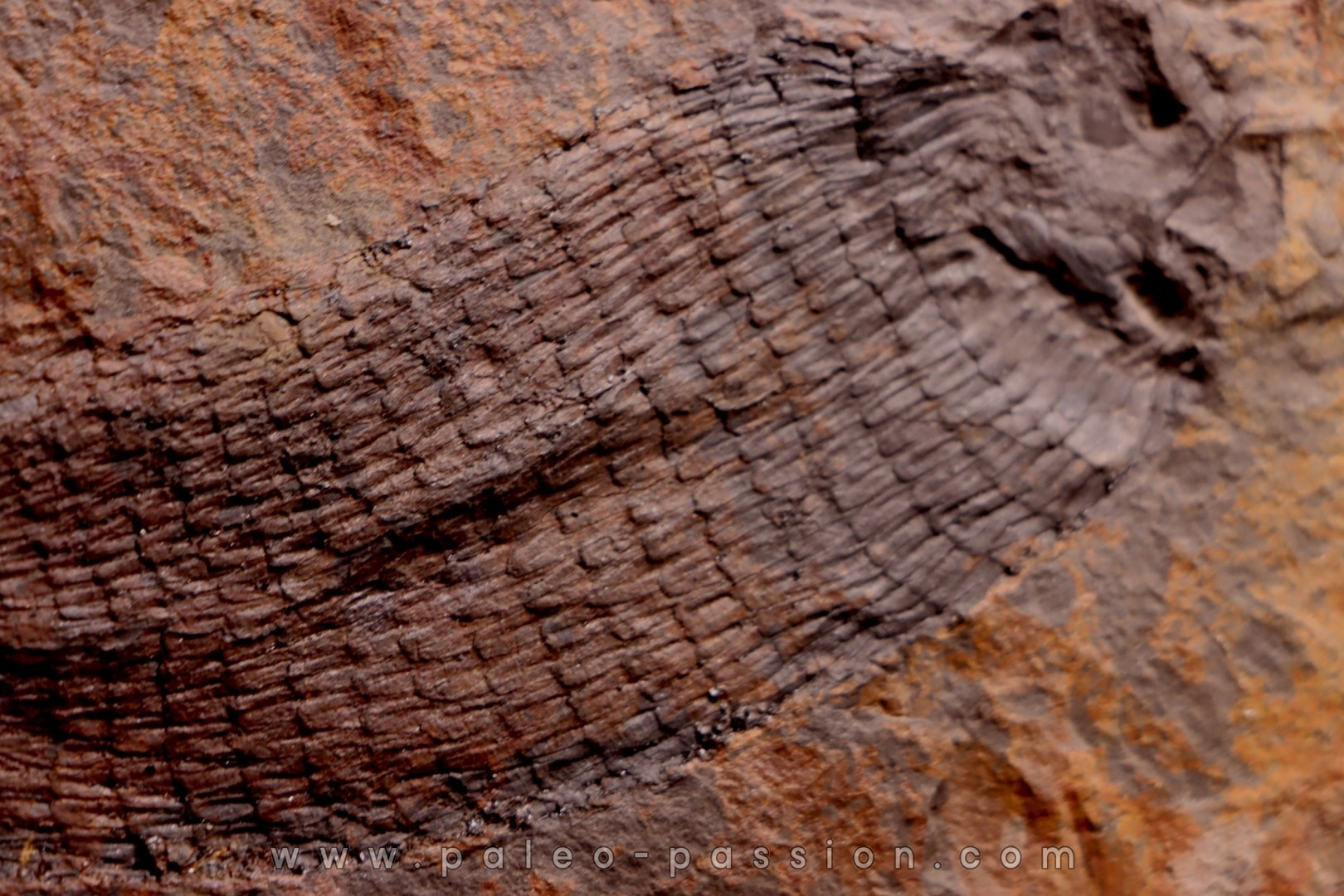 spiciformes bud: Macrostachya infundubiliformis - Carboniferous, Stephanian - Graissesac, les Nieres, 34 - FRANCE