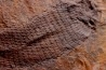 spiciformes bud: Macrostachya infundubiliformis - Carboniferous, Stephanian - Graissesac, les Nieres, 34 - FRANCE