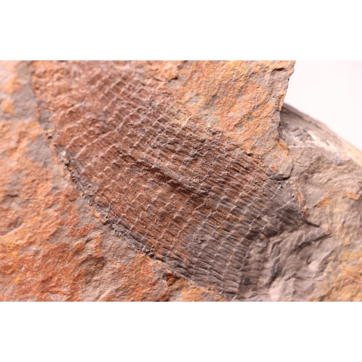 spiciformes bud:  Macrostachya infundubiliformis - Carboniferous, Stephanian - Graissesac, les Nieres, 34 - FRANCE