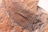 spiciformes bud: Macrostachya infundubiliformis - Carboniferous, Stephanian - Graissesac, les Nieres, 34 - FRANCE