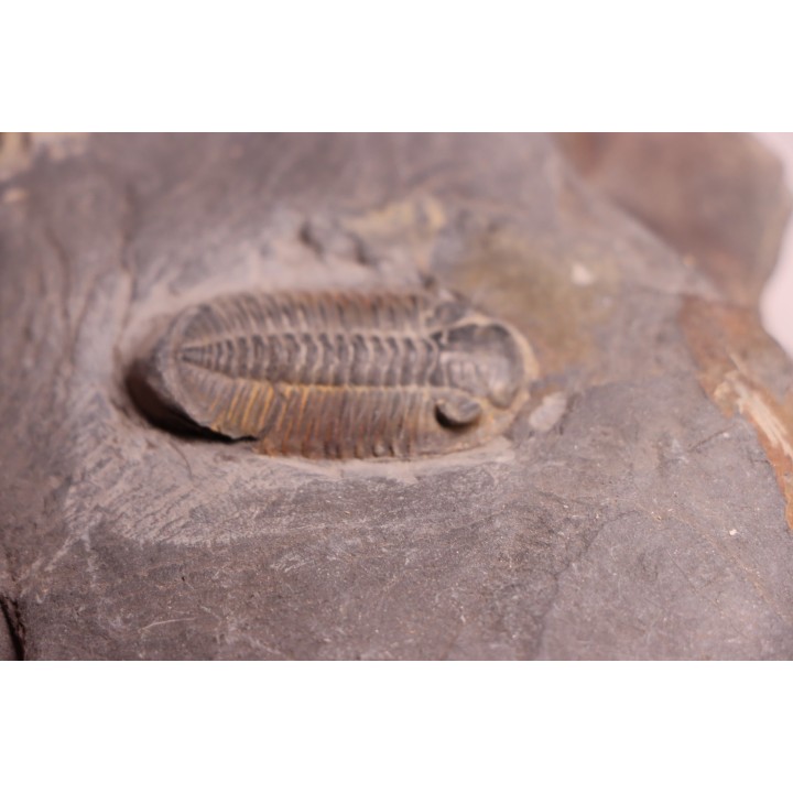 Phacopidina micheli - Llandelo inferieur - Mortain, la gare - 50 - FRANCE