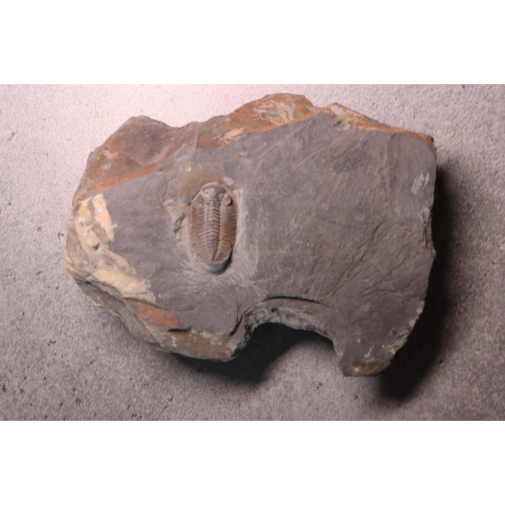 Phacopidina micheli - Llandelo inferieur - Mortain, la gare - 50 - FRANCE