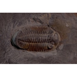 Phacopidina micheli  Llandelo inferieur  Mortain, la gare - 50 - FRANCE