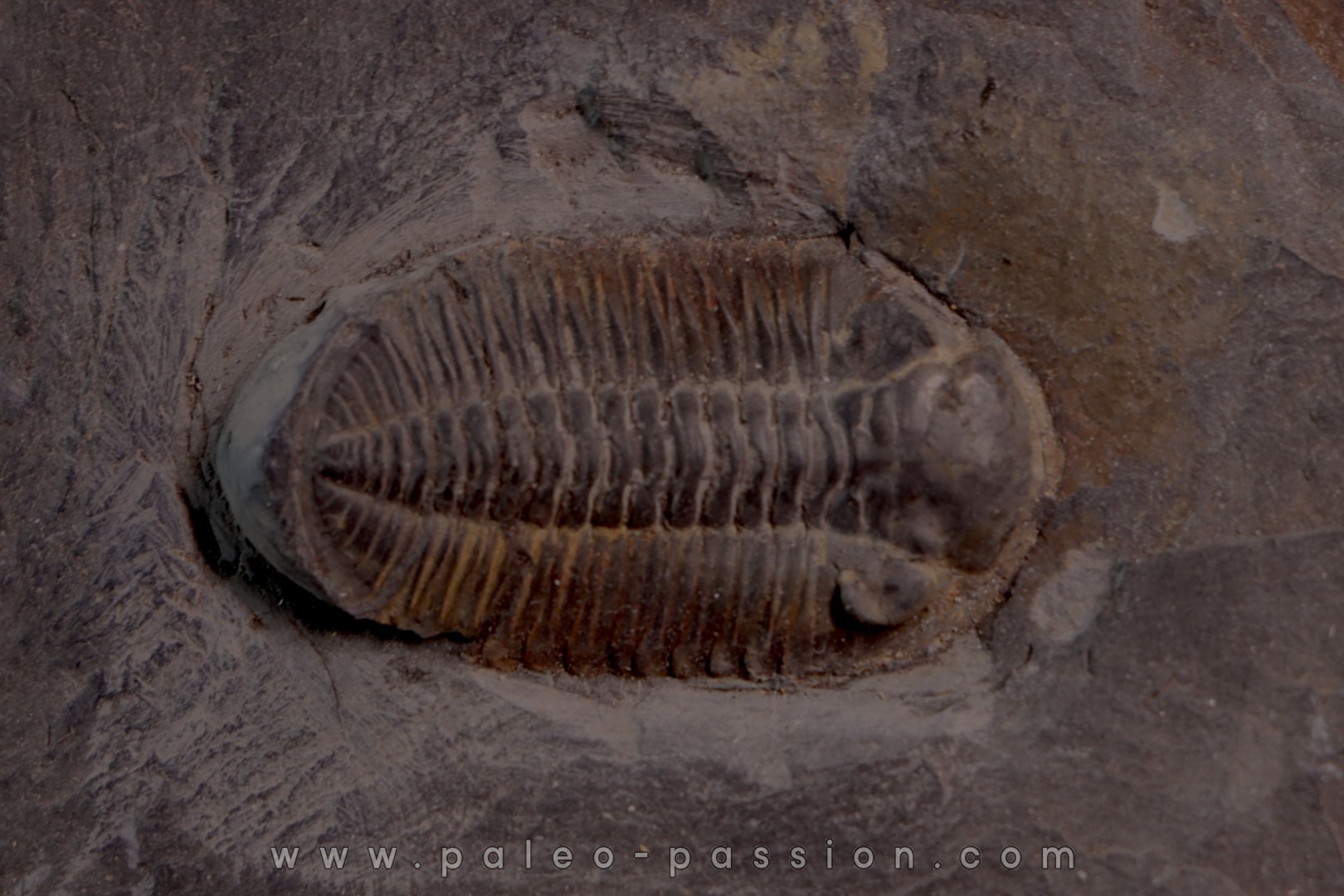 Phacopidina micheli - Llandelo inferieur - Mortain, la gare - 50 - FRANCE
