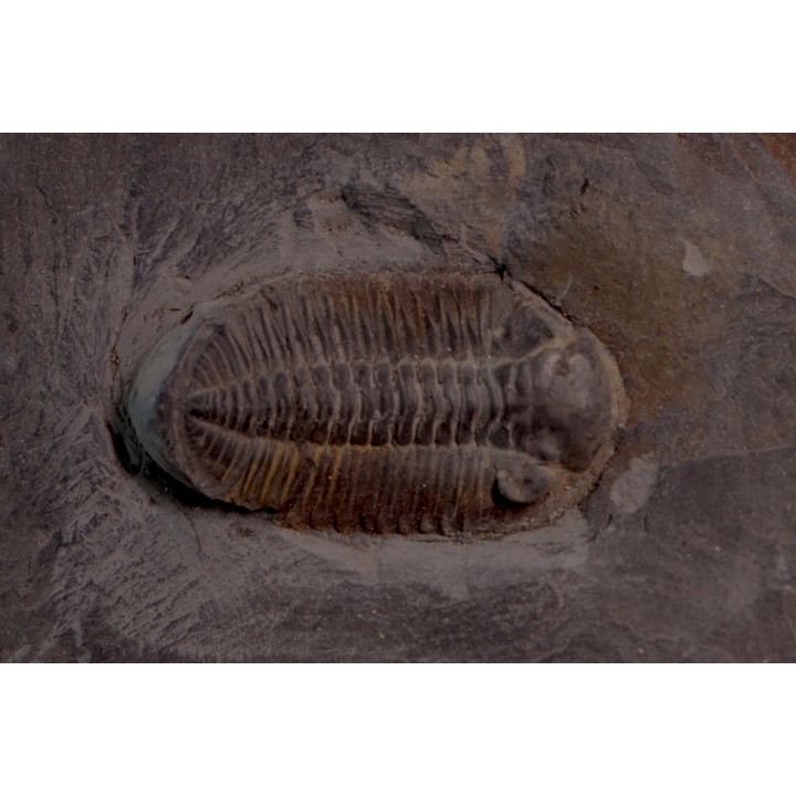 Phacopidina micheli - Llandelo inferieur - Mortain, la gare - 50 - FRANCE