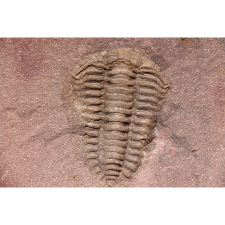 Placoparia sp.  upper ordovicien  El Kaid Rami, Alnif, MOROCCO
