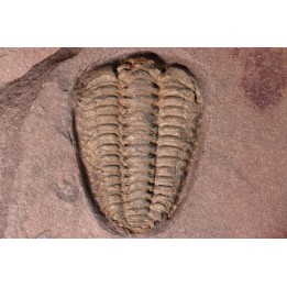 très gros Placoparia sp.  ordovicien sup - El Kaid Rami, Alnif, MAROC