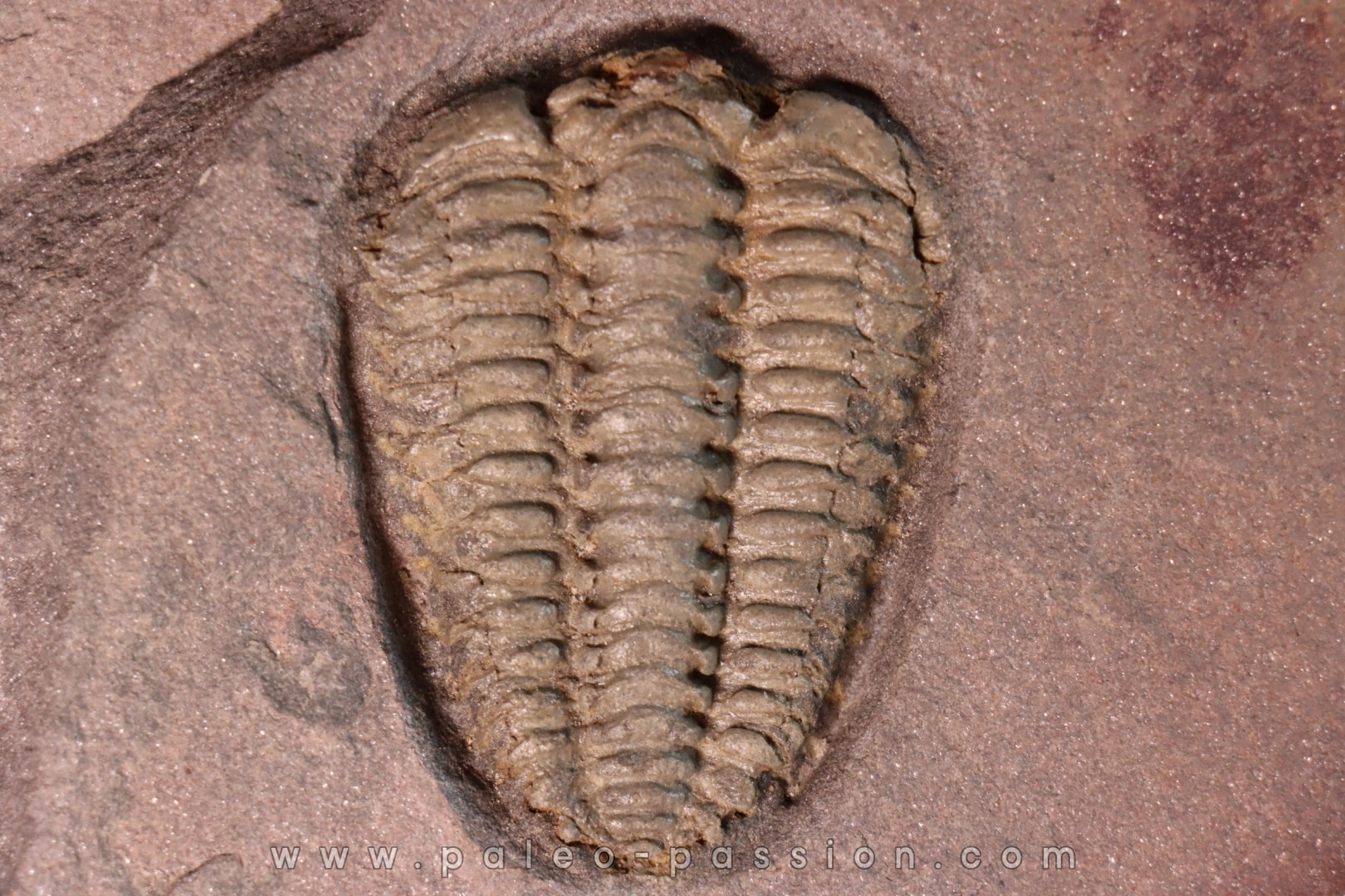 très gros Placoparia sp. ordovicien sup - El Kaid Rami, Alnif, MAROC