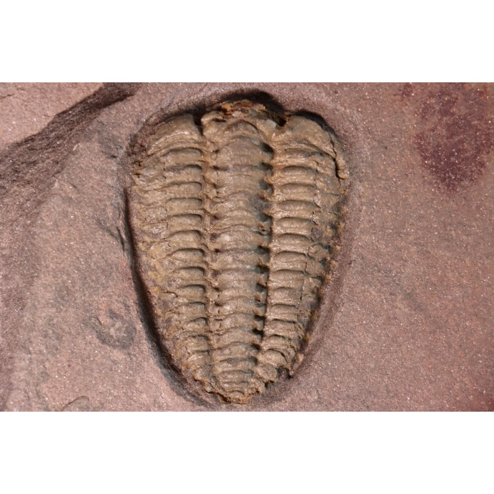 Placoparia sp.  upper ordovicien  El Kaid Rami, Alnif, MOROCCO