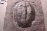 Asaphopsoides brevica - ordovicien inférieur - tremadoc  Yongshun, Hunan, China