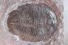 Asaphopsoides brevica - ordovicien inférieur - tremadoc Yongshun, Hunan, China