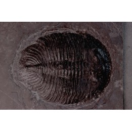 Asaphopsoides brevica  ordovicien inférieur - tremadoc  Yongshun, Hunan, China