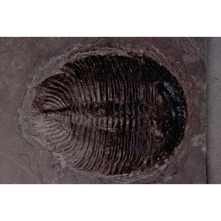 Asaphopsoides brevica - ordovicien inférieur - tremadoc  Yongshun, Hunan, China
