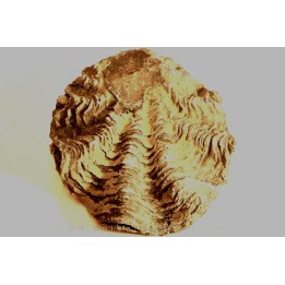 Ostrea nicaisei - Coniacien - south América
