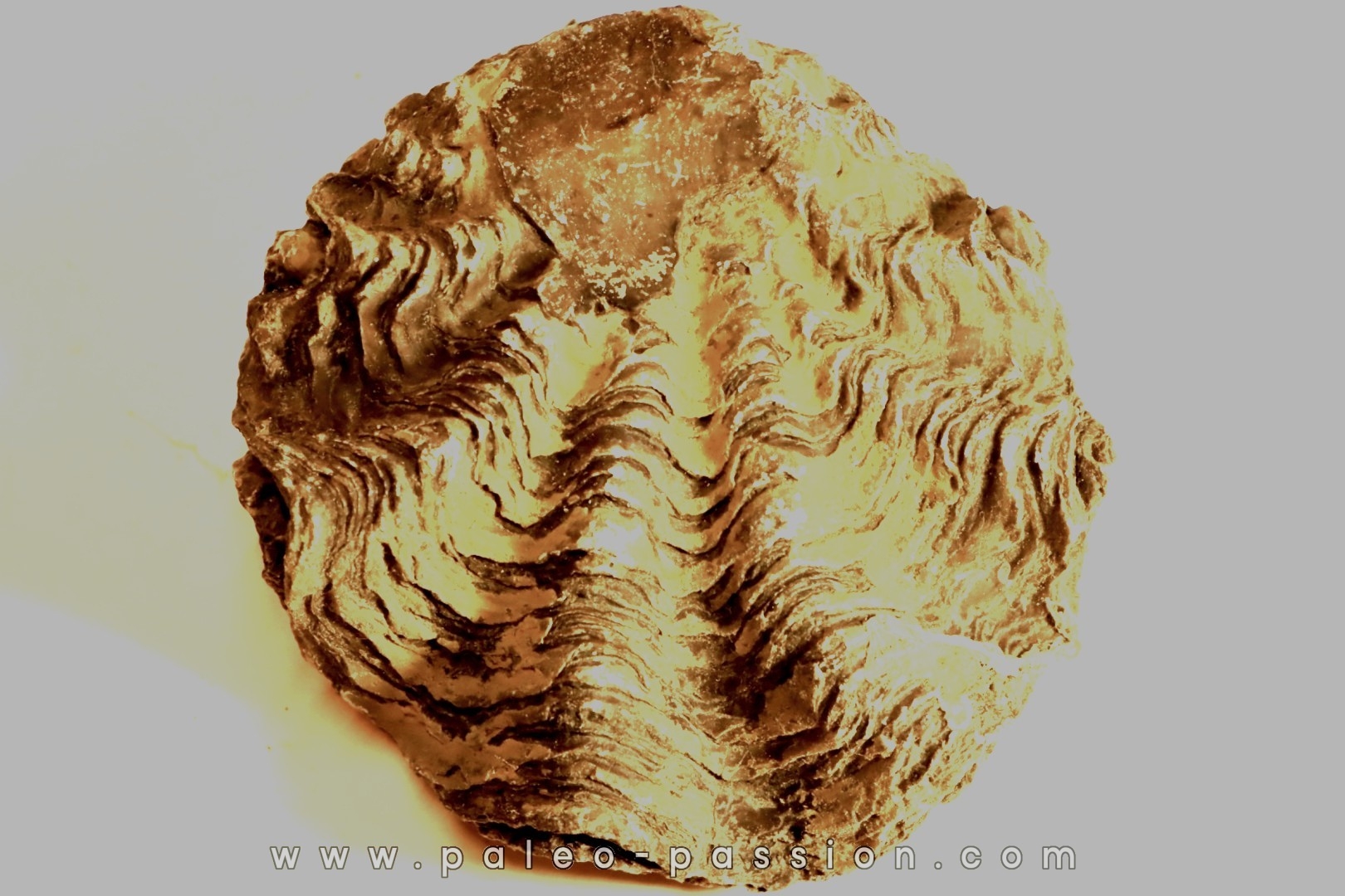 Ostrea nicaisei - Coniacien - south América