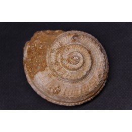 ORBONELLA THOMPSONORUM - Oxfordian - Tulear - MADAGASCAR