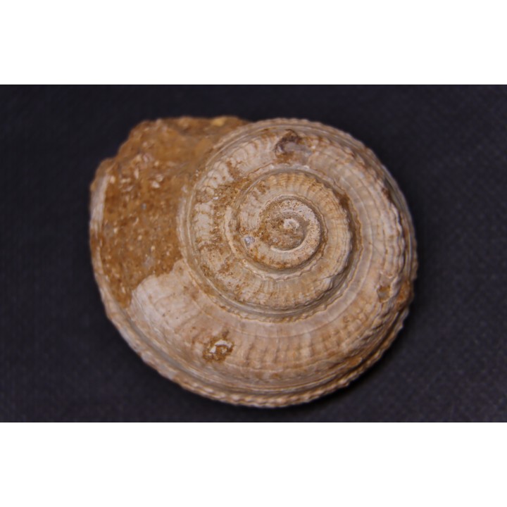 ORBONELLA THOMPSONORUM - Oxfordien - Tulear - MADAGASCAR