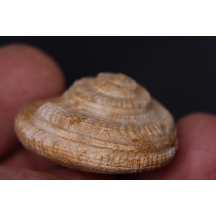 ORBONELLA THOMPSONORUM - Oxfordien - Tulear - MADAGASCAR