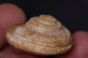 ORBONELLA THOMPSONORUM - Oxfordien - Tulear - MADAGASCAR