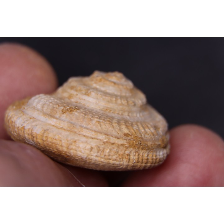ORBONELLA THOMPSONORUM - Oxfordien - Tulear - MADAGASCAR