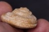ORBONELLA THOMPSONORUM - Oxfordian - Tulear - MADAGASCAR