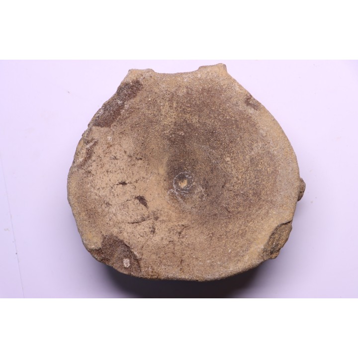 ichthyosaur vertebra : Brachypteruigus extremis - Kimmeridgian - Oxfordshire, UK