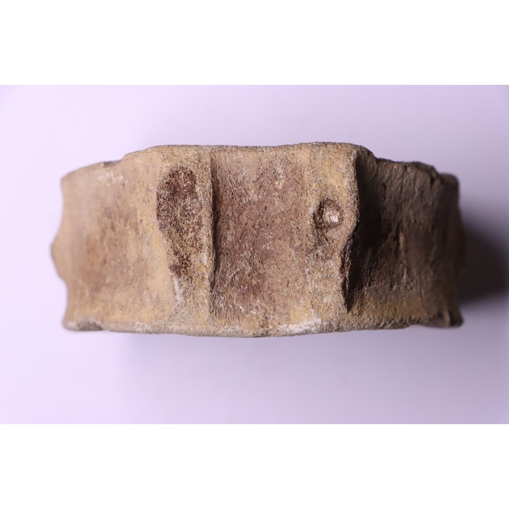 ichthyosaur vertebra : Brachypteruigus extremis - Kimmeridgian - Oxfordshire, UK