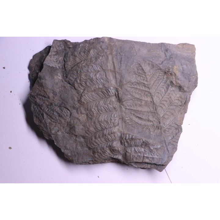 Fougère:  PECOPTERIS POLYMORPHA - Stephanian (carbonifere)  Graissesac, 34, FRANCE