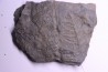 Fougère:  PECOPTERIS POLYMORPHA  Stephanian (carboniferous)  Graissesac, 34, FRANCE