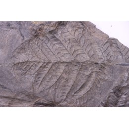 Fougère:  PECOPTERIS POLYMORPHA  Stephanian (carboniferous)  Graissesac, 34, FRANCE