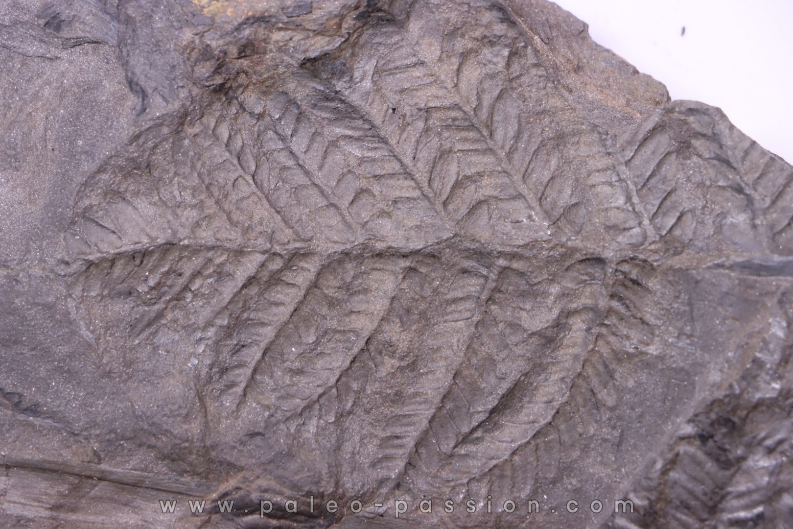 Fougère: PECOPTERIS POLYMORPHA - Stephanian (carbonifere) Graissesac, 34, FRANCE